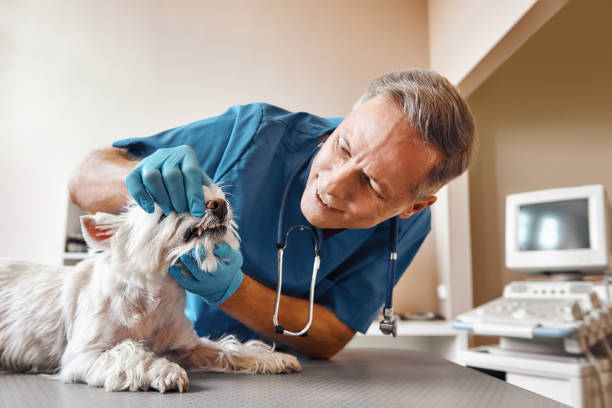 Best Same-Day Emergency Dentist in Rafter J Ranch, WY